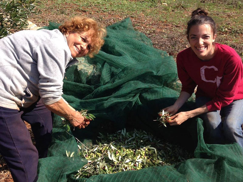 images/serve-page-gallery/helping-with-olive-harvest.jpg#joomlaImage://local-images/serve-page-gallery/helping-with-olive-harvest.jpg?width=800&height=600
